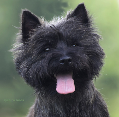 Cairn Cairn Bries Creed Black Good Luck CharmGood Luck Charme