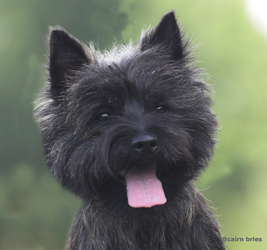 Cairn Bries Creed Black Good Luck Charm