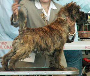 Cairn Bries Creed  Love in Black