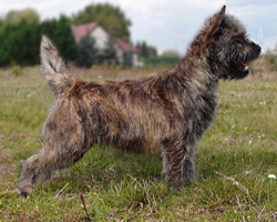 Cairn Bries Creed Love in Black