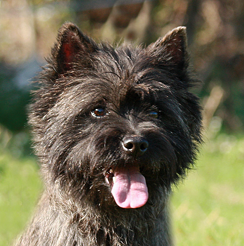 Cairn Bries Creed Love in Black