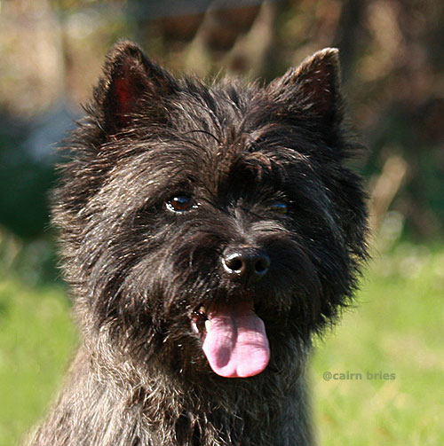 Cairn Bries Creed Love in Black