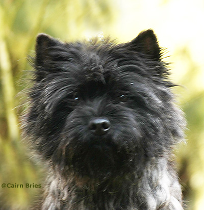 Cairn Bries Creed Love in Black / Roxy