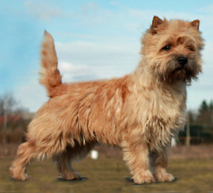 Walkendoerp`s Duewelchen Shaggy