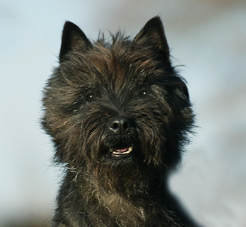 Cairn Bries Sweet Tiger Hill