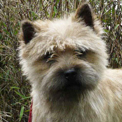 Cairn Bries Cute Willy