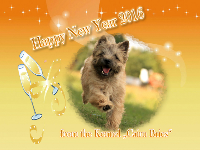 Cairn Bries wünscht ein frohes, neues Jahr, Glück und Gesundheit!