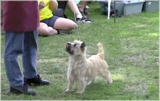 Cairn Bries Lolly Pop