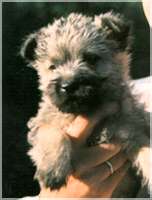 Cairn Bries Number One