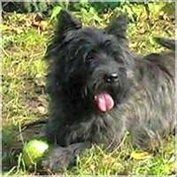 OL&acute;Kyarnrowen`s Man in Black