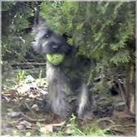 Cairn Bries Sweet Tiger Hill