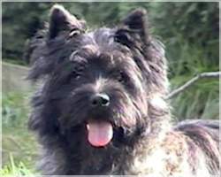 OL`Kyarnrowen`s Man in Black