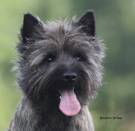 Cairn Bries Charming Treasure Ruby