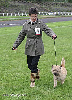 Cairn Bries Cute Willy