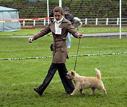 Cairn Bries Cute Willy