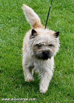 Cairn Bries Cute Willy