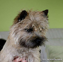 Cairn Bries Cute Willy