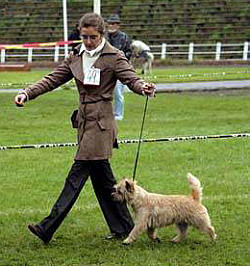 Cairn Bries Cute Willy