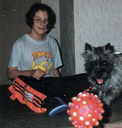 Cairn Terrier- Cairn Bries Kurly