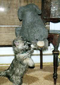 Cairn Terrier Welpe- Cairn Bries Boomer