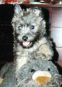 Cairn Terrier Welpe- Cairn Bries Boomer