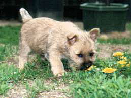 Cairn Terrier R�de- Cairn Bries Dancer