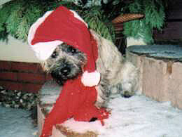 Cairn Terrier- Cairn Bries Filou