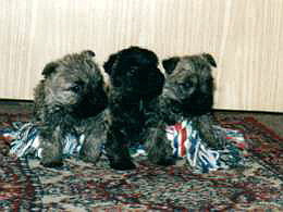 Cairn Terrier Welpen- Cairn Bries
