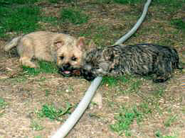 Cairn Terrier Welpen- Cairn Bries