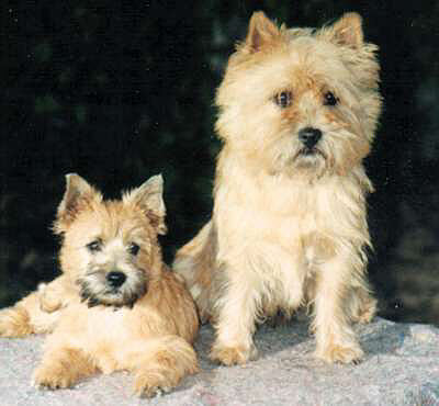Cairn Terrier Zucht- Cairn Bries