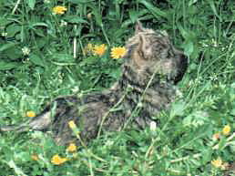 Cairn Terrier- Cairn Bries