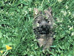Cairn Terrier- Cairn Bries