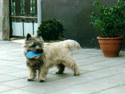 Cairn Terrier- H�ndin Cairn Bries Helena