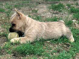 Cairn Terrier- R�de Cairn Bries Dancer