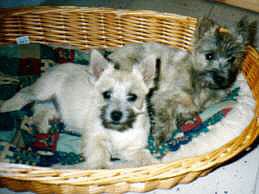 Cairnterrier Welpen- Cairn Bries