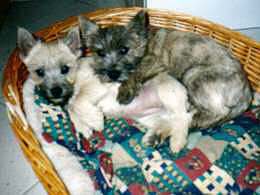 Cairn Terrier Welpen- Cairn Bries