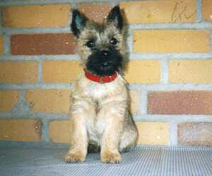 Cairn Terrier- R�de Cairn Bries Rule Benny
