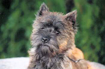 Cairnterrier- H�ndin Cairn Bries Take a Chance