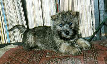 Cairnwelpe Cairn Bries Boomer