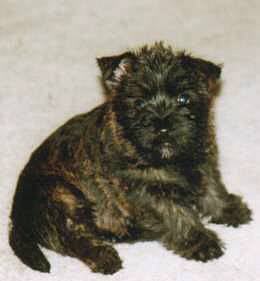 Cairn Terrier- Cairn Bries Velvet