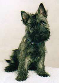 Cairn Terrier- Cairn Bries Choco Man