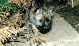 Cairnterrier Welpe- Cairn Bries Feyer Fley