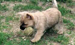 Cairnterrier Welpe- Cairn Bries Dancer