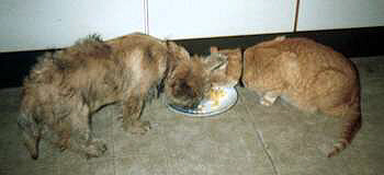 Cairn Terrier Zucht- Cairn Bries