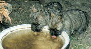 Cairn Terrier Zucht- Cairn Bries