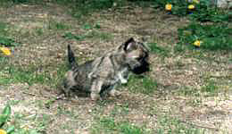 Cairnterrier Welpe- Cairn Bries Lacky Luu