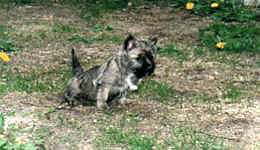 Cairn Terrier- Cairn Bries Lulu