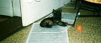 Cairnterrier Welpe- Cairn Bries