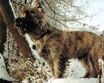 Cairn Terrier- R�de Cairn Bries Filou