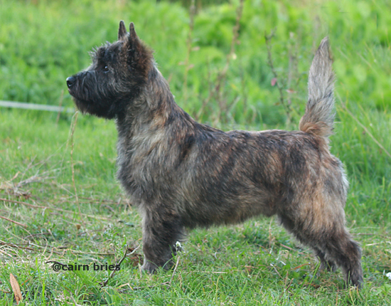 Cairn Bries Cacharel Amor Amor Pour (Amor)